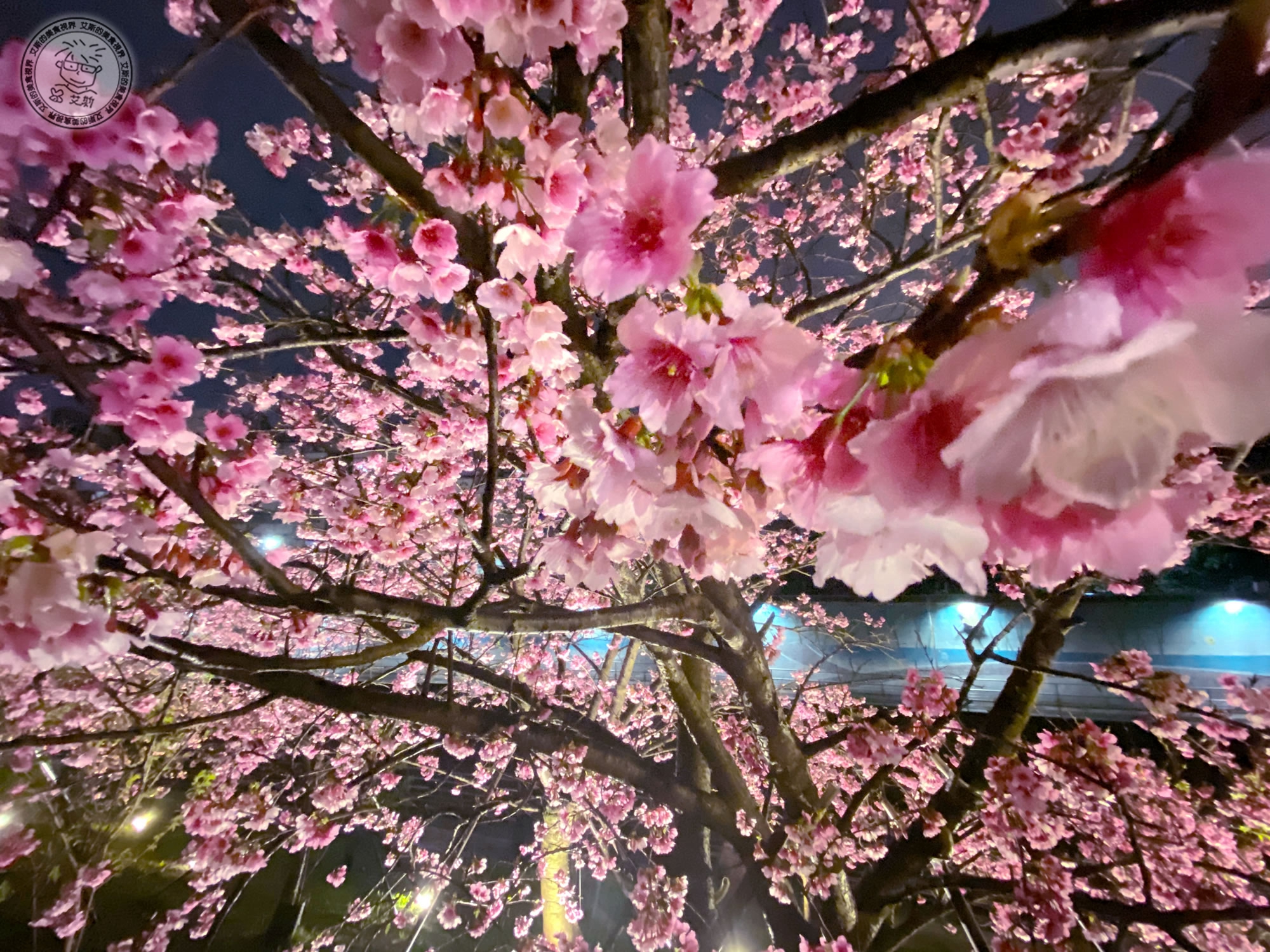 樂活夜櫻季－夜晚的櫻花