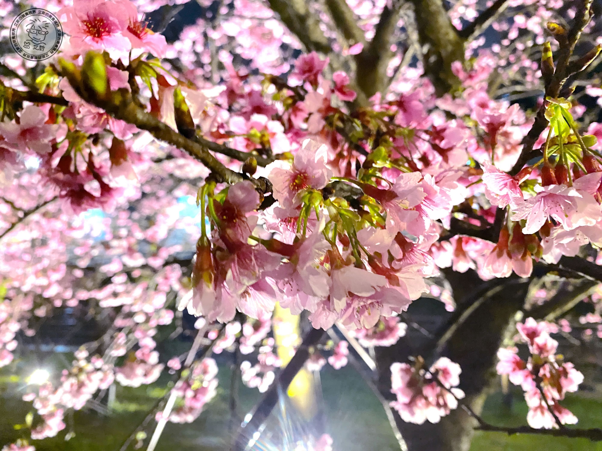 樂活夜櫻季－夜晚的櫻花